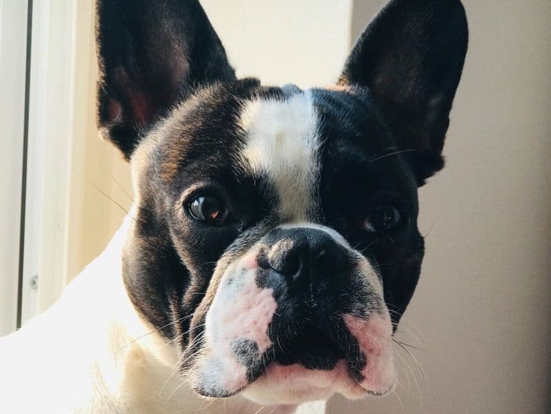 Stitch primary photo