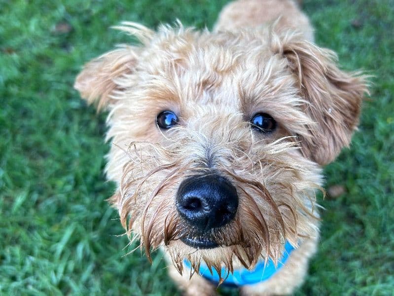 West Highland White Terrier 2 years 1 month old male small named Jimmy for breeding in Carmarthenshire, Wales | Petmeetly