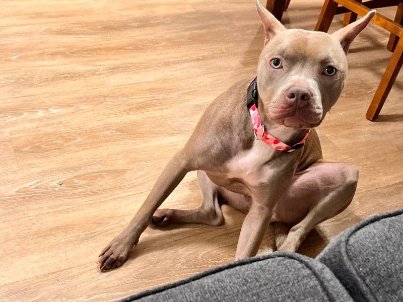 Rednose Pitbull Terrier 1 year old female medium named Nova for sale in Capitol Planning Region, Connecticut | Petmeetly