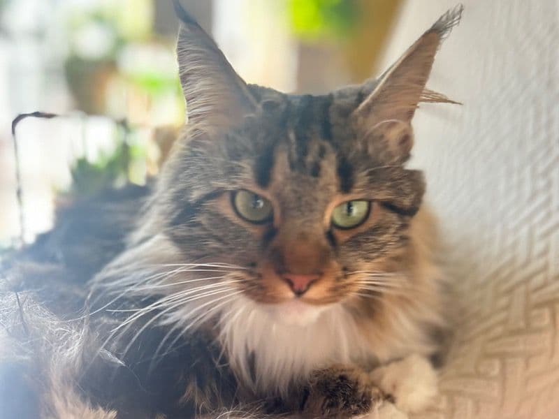 Luna primary photo
