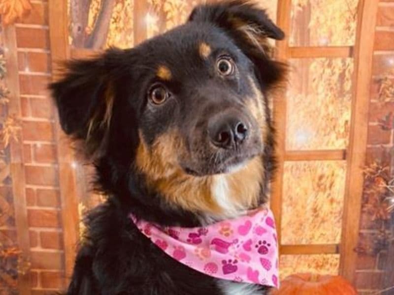 Australian Shepherd 8 months old female large named Marlie for breeding in Sequoyah County, Oklahoma | Petmeetly