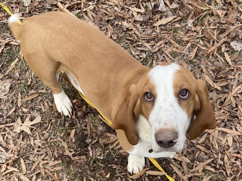 Buster primary photo