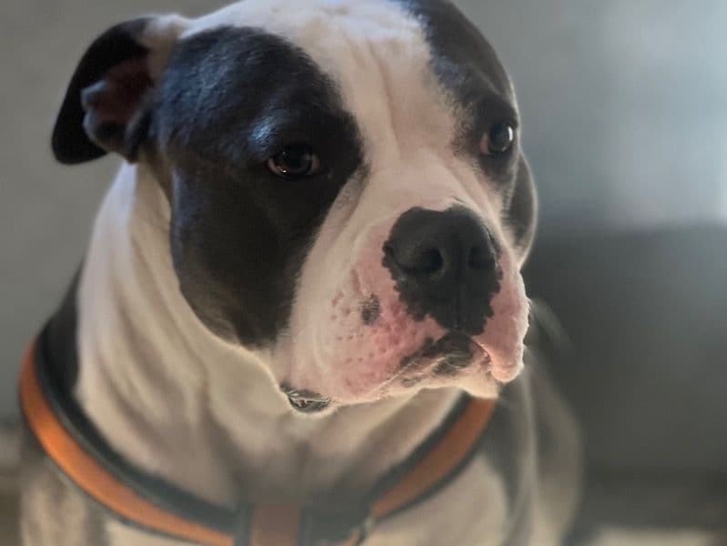 Tyson primary photo