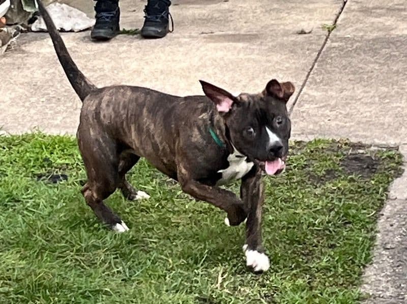 American Bully 1 year 1 month old male medium named Doo Doo for breeding | Petmeetly