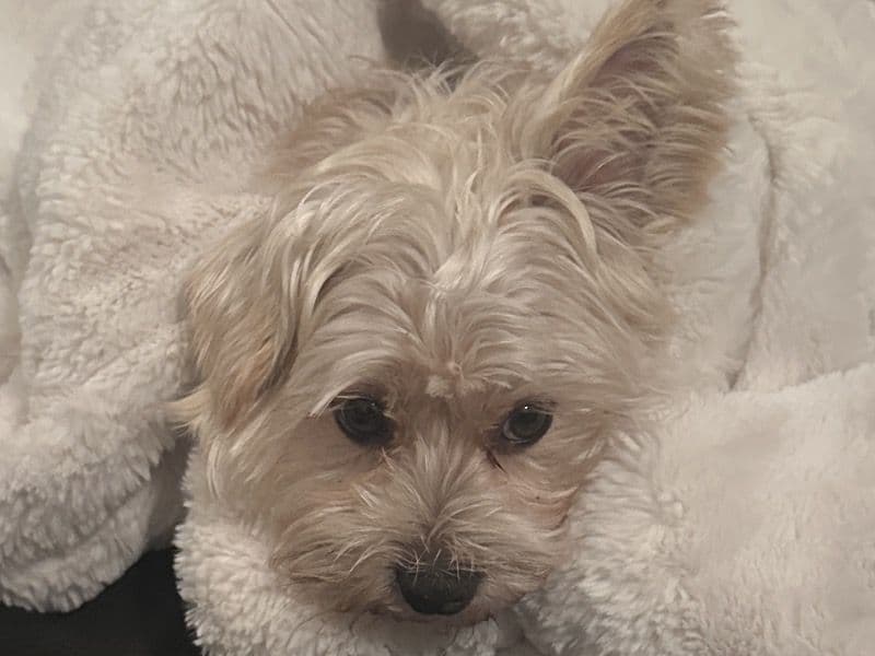 Shih Tzu 6 years old male medium named Marco for breeding in Derby, England | Petmeetly