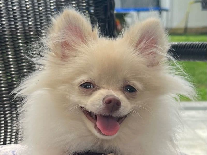 Pomeranian 11 months old male small named Bear for breeding in Suffolk County, New York | Petmeetly