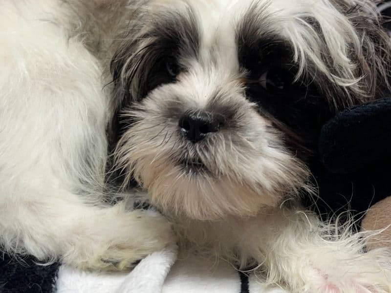 Lhasa Apso 7 months old male small named Tobby for breeding in Blair County, Pennsylvania | Petmeetly