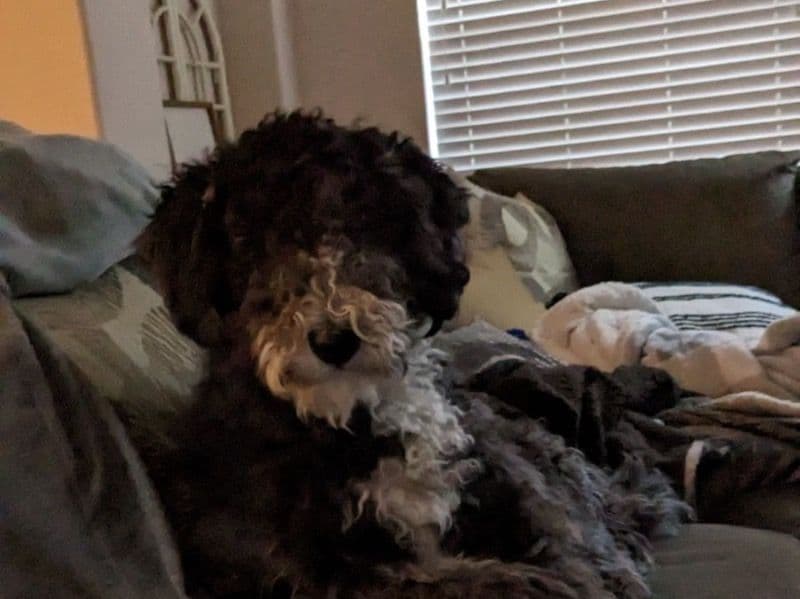 Aussiedoodle 3 years 8 months old female medium named Moo for breeding in Roanoke, Texas | Petmeetly