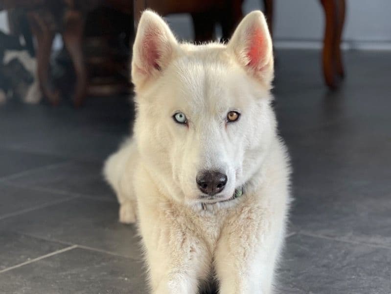 Zeus primary photo