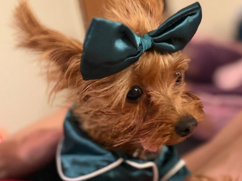 Teacup Yorkshire Terrier 3 years 4 months old female small named Rosie for breeding in Multnomah County, Oregon | Petmeetly
