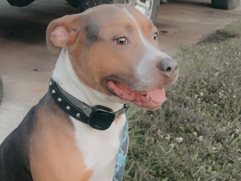 Ryder primary photo