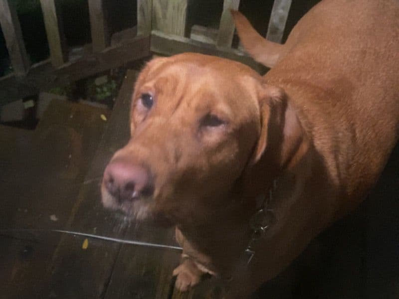 English Labrador Retriever 3 years 4 months old female medium named Georgia for breeding in Monroe County, Michigan | Petmeetly