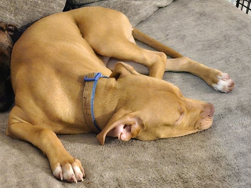 Cavaci - American Staffordshire Terrier | Petmeetly