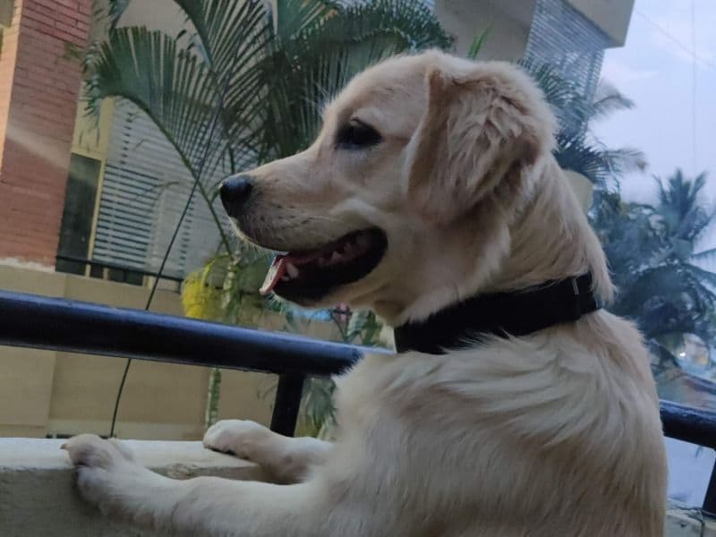 Golden Retriever 4 years 4 months old male medium named Simba for breeding in Bangalore Division, Karnataka | Petmeetly