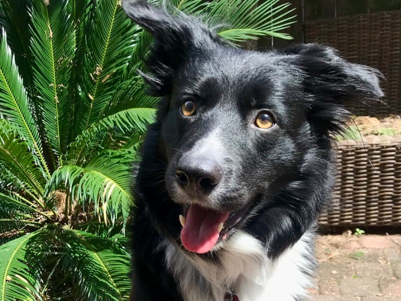 Peppy primary photo