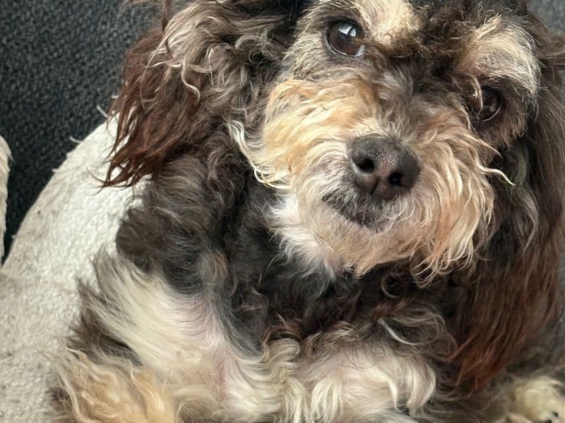 Maltipoo 3 years 4 months old female small named Peaches for breeding in Pima County, Arizona | Petmeetly