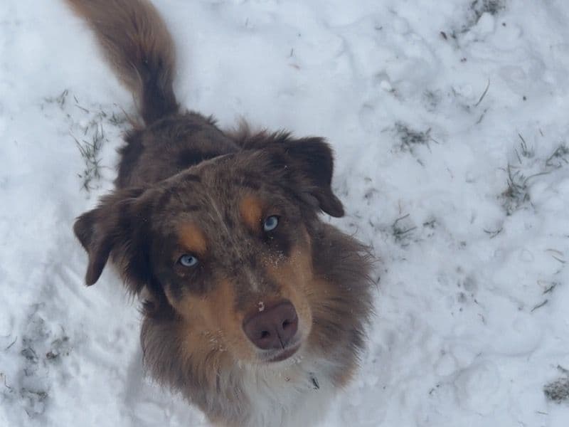 Australian Shepherd 2 years old male medium named Koda for breeding in Essex County, Ontario | Petmeetly