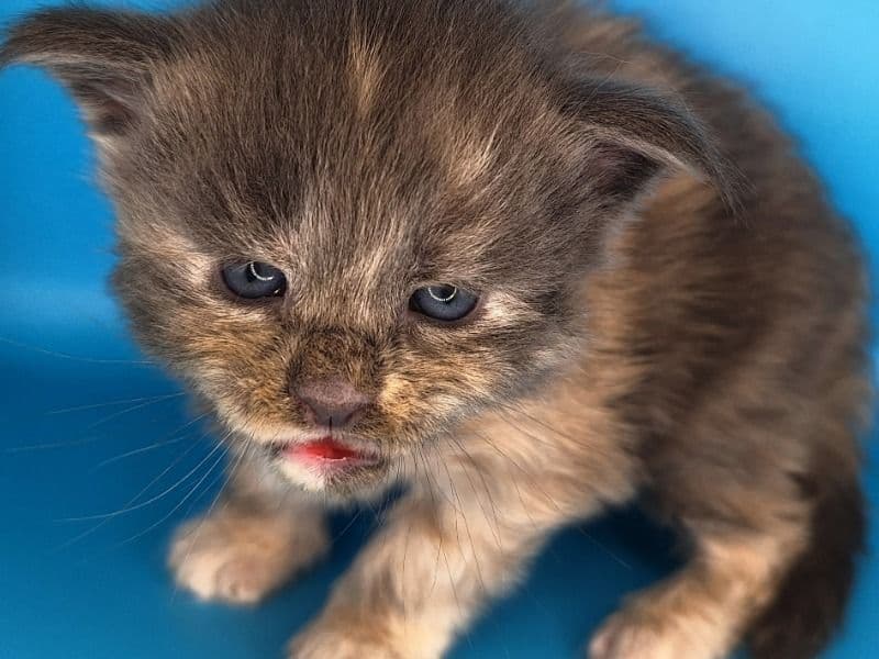 Maine Coon 1 month old female named Echo for sale in Paulding County, Georgia | Petmeetly