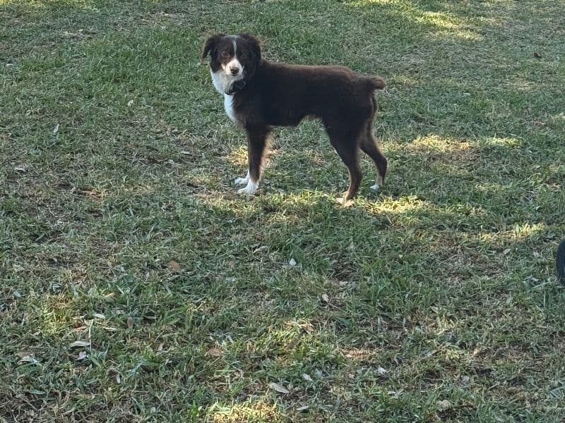 Miniature Australian Shepherd 5 years 9 months old male medium named Toby for breeding in Fort Bend County, Texas | Petmeetly