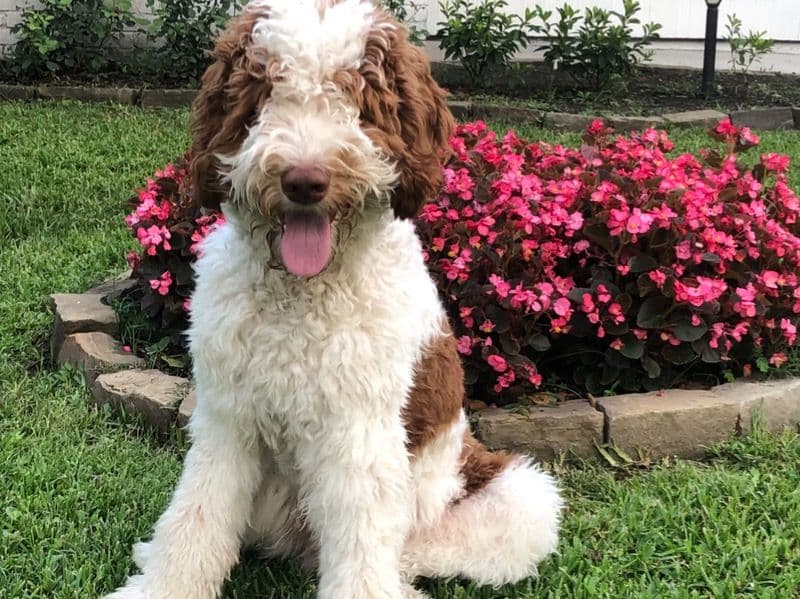 Goldendoodle 2 years old male extra large named Russell for breeding in Montgomery County, Texas | Petmeetly
