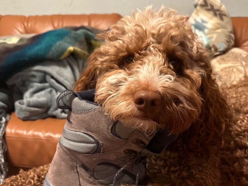 Goldendoodle 3 years 4 months old male medium named Scout for breeding in Gunnison County, Colorado | Petmeetly