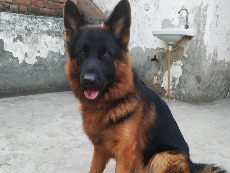 German Shepherd 2 years 6 months old male large named Rocksy for breeding in Rohtak Division, Haryana | Petmeetly