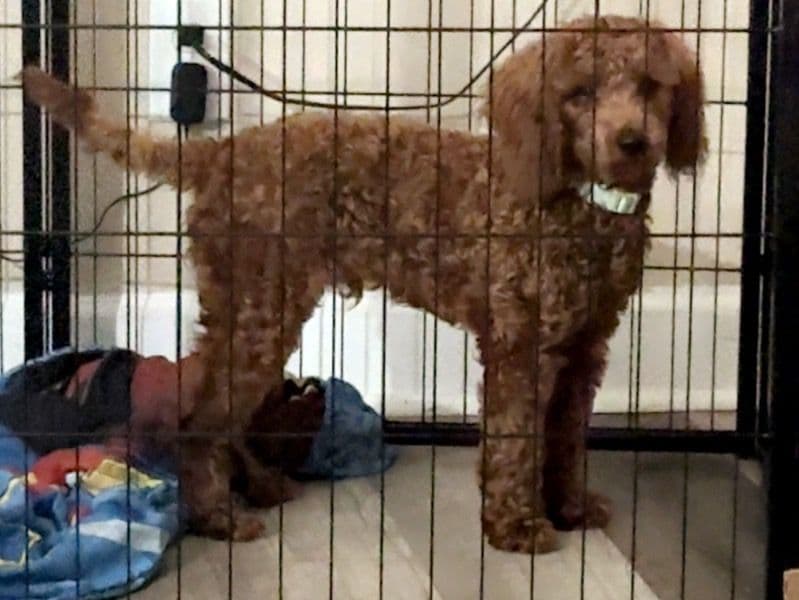 Miniature Poodle 1 year 3 months old male small named Jaxin for breeding in St. Louis County, Missouri | Petmeetly