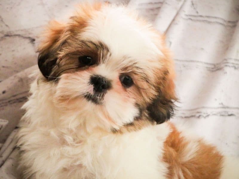 Shih Tzu 4 months old male medium named Bobby for sale in Kern County, California | Petmeetly