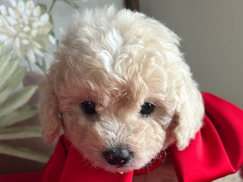 Miniature Poodle 1 month old female small named Snow White for sale in Perry County, Tennessee | Petmeetly