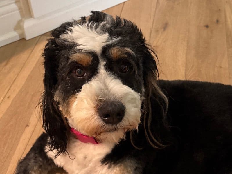 Harley primary photo