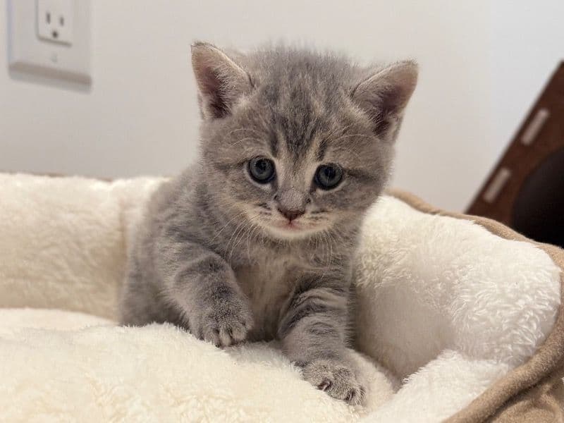 British Shorthair 1 month old female named Greya for sale in Toronto, Ontario | Petmeetly