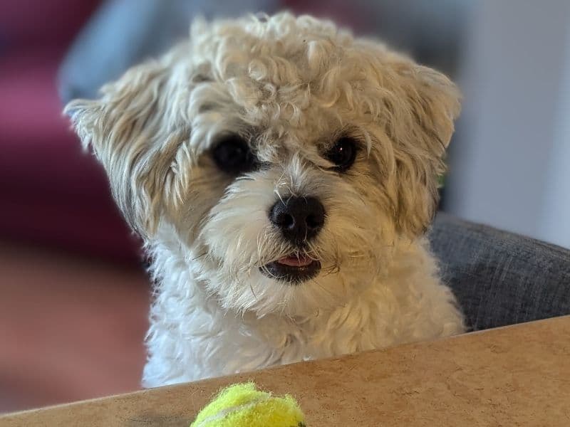 Coco primary photo