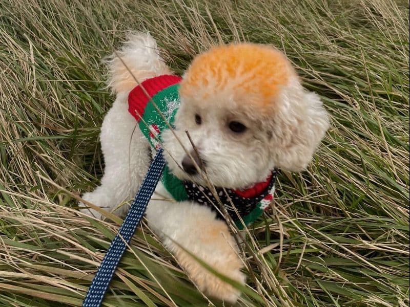 Teddy primary photo