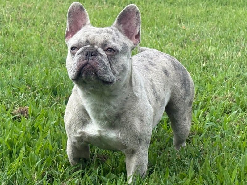 French Bulldog 1 year 2 months old male small named Playboy for breeding in Suffolk, Virginia | Petmeetly