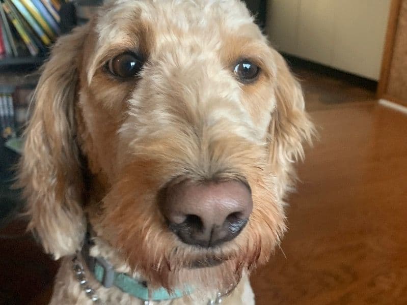 Goldendoodle 5 years old female medium named Ginger for breeding in Plymouth County, Massachusetts | Petmeetly