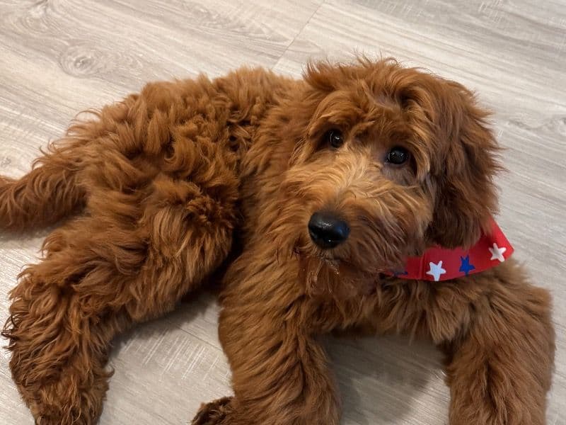 Milo primary photo