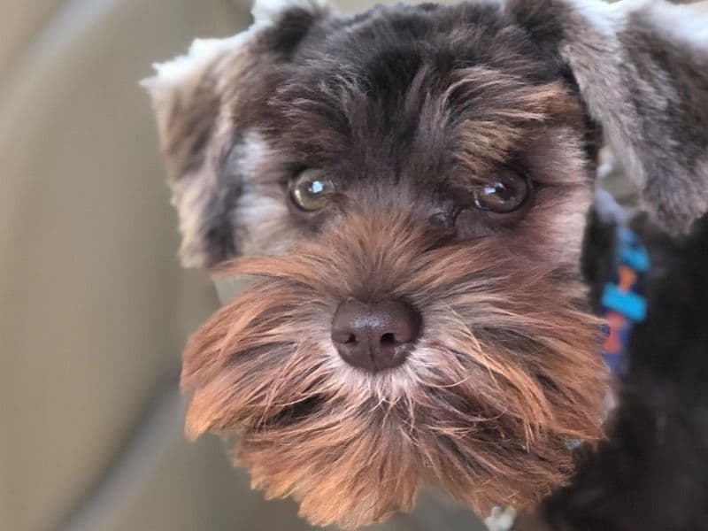 Miniature Schnauzer 5 years 11 months old male small named Rocket for breeding in Orange County, Florida | Petmeetly