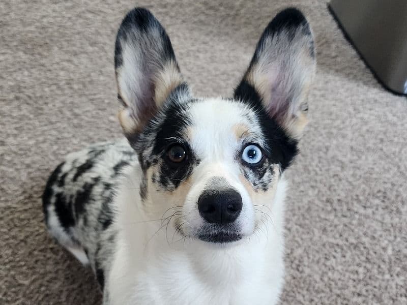 Bunni primary photo
