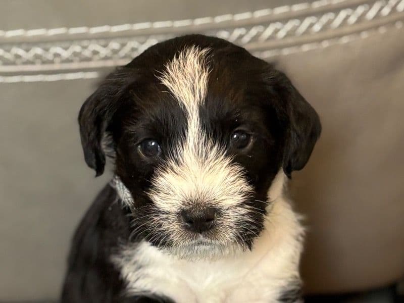 Basenji 1 month old male small named Knox for sale in Utah County, Utah | Petmeetly