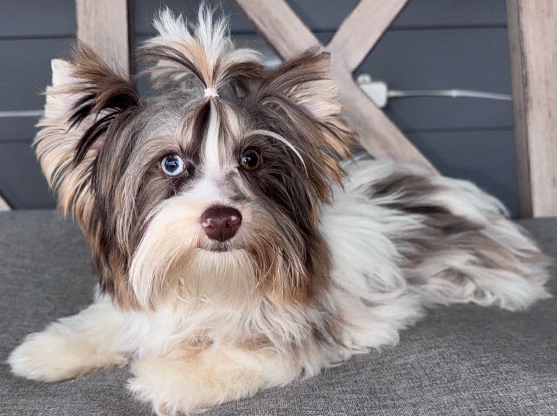 Yorkshire Terrier 1 year old male small named Rocket for breeding in Guadalupe County, Texas | Petmeetly