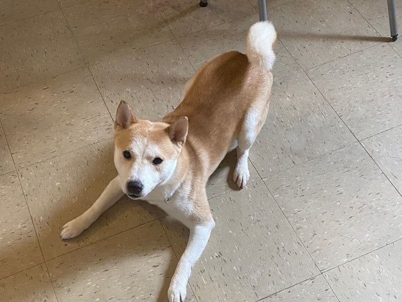 Shiba Inu 2 years old male medium named Sunny for breeding in New York, New York | Petmeetly