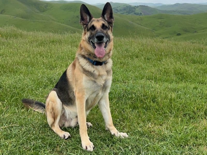 Vader primary photo