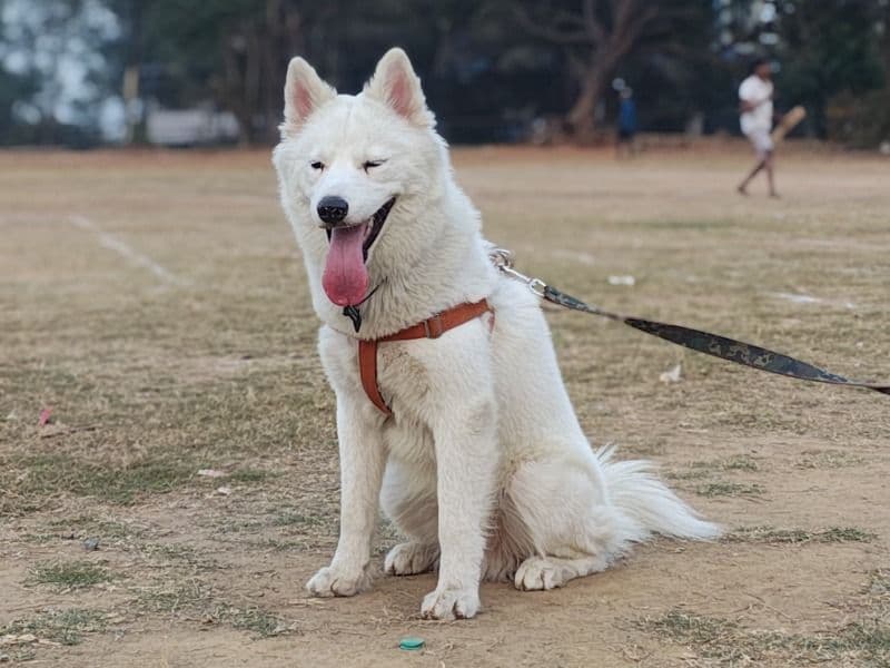 Husky 1 year 11 months old male medium named Oreo for breeding in Konkan Division, Maharashtra | Petmeetly