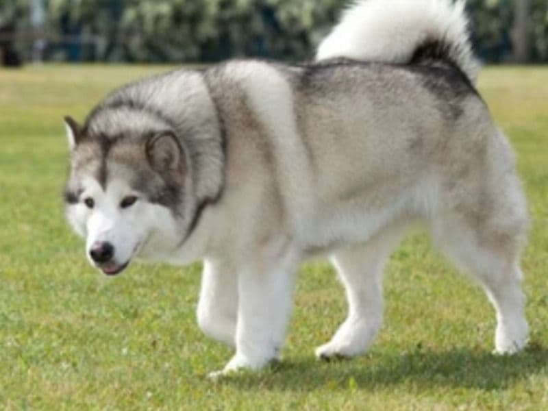 Alaskan Malamute 3 years 3 months old female medium named Alaskan Malamute for sale in Miami-Dade County, Florida | Petmeetly