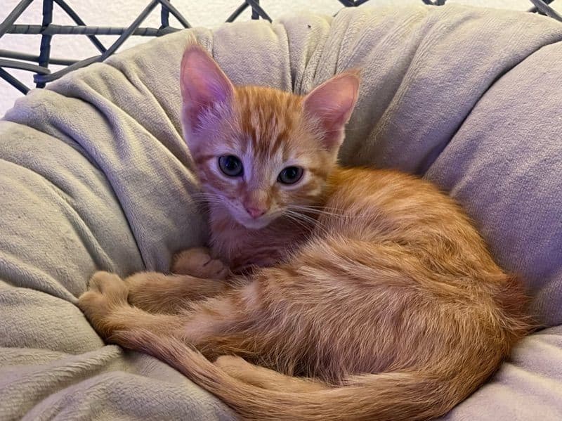 Orange - American Shorthair | Petmeetly