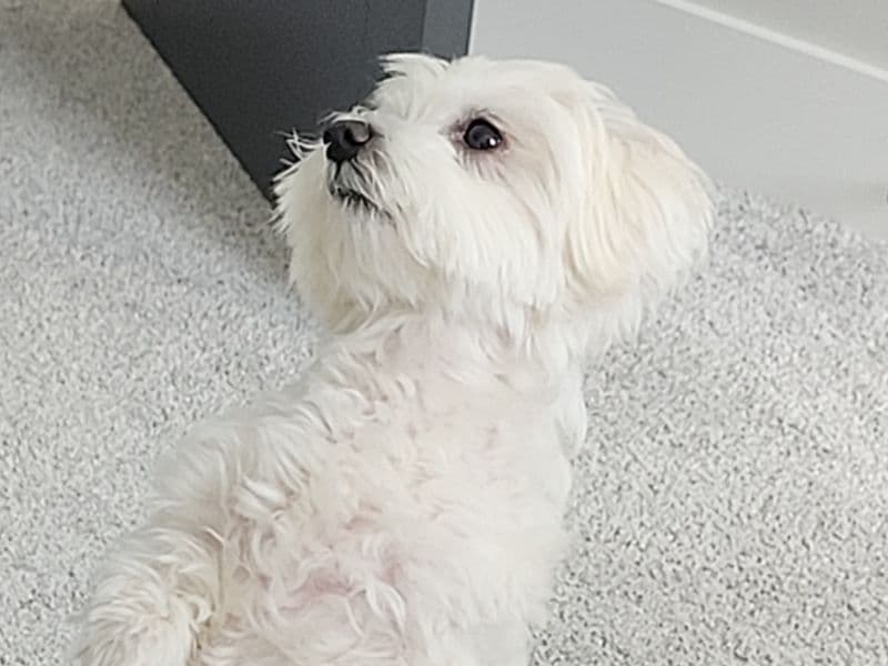 Maltese 4 years old male small named Lucky for breeding in Corman Park No. 344, Saskatchewan | Petmeetly