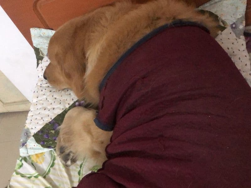 Golden Retriever 4 years old male large named Jolly for breeding in Bhopal Division, Madhya Pradesh | Petmeetly