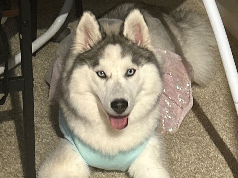 Siberian Husky 1 year old female large named Felony for breeding in Spartanburg County, South Carolina | Petmeetly