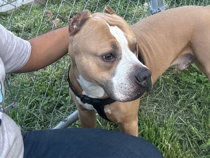 Blue nose Pitbull 5 years 11 months old male large named Rocko for breeding in Harris County, Texas | Petmeetly