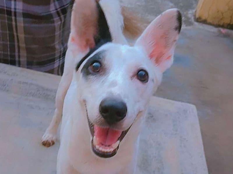 Indian Pariah Dog 1 year old male medium named Luffy for breeding in Chennai, Tamil Nadu | Petmeetly